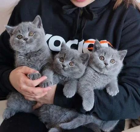 Шотландские котята.
