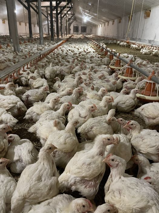 Підрощений бройлер