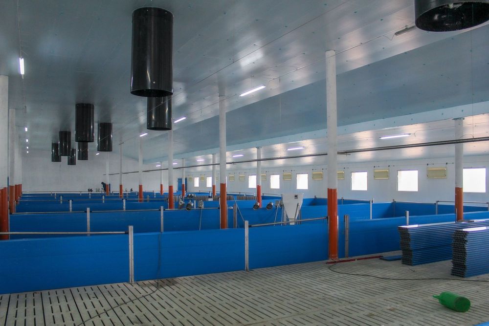 Ocieplenie Termoizolacja Płyta Styrodur XPS AGRO Niebieska na Chlewnie