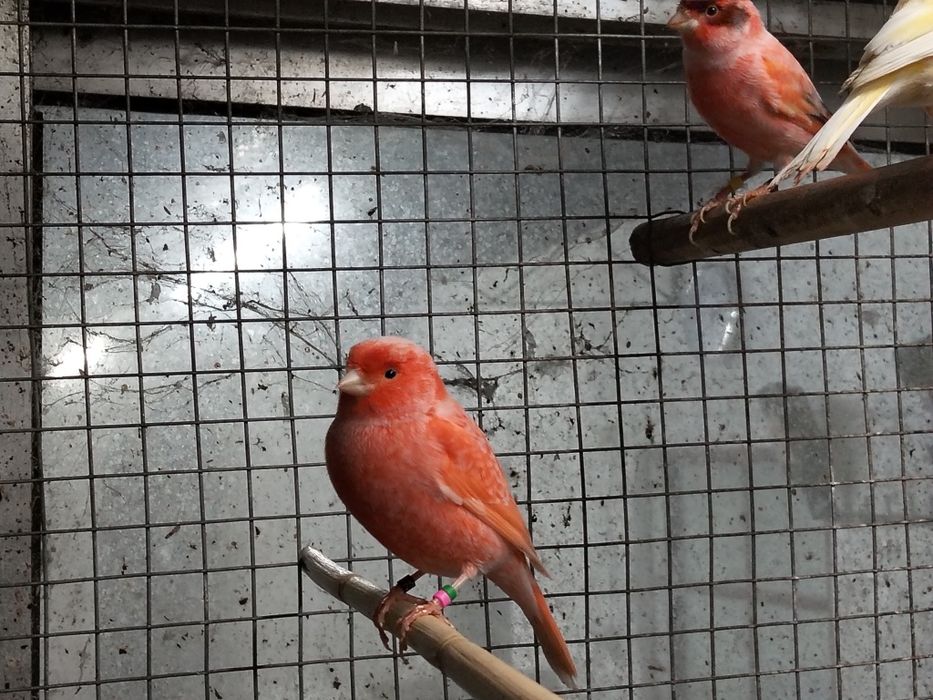 Canários 2025... 6 casais disponíveis