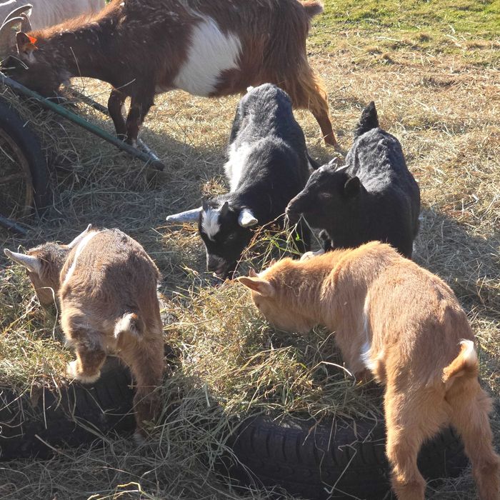 Sprzedam młode Kozy, Capki