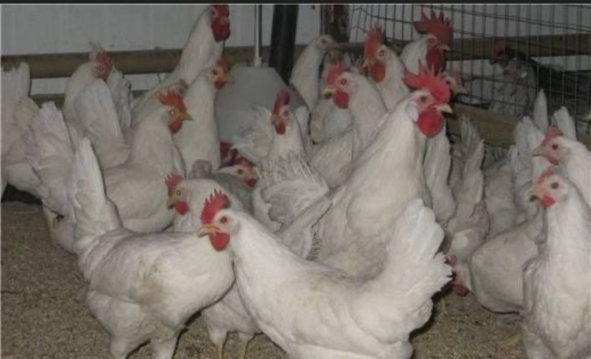 белые кури легорка с доставкой