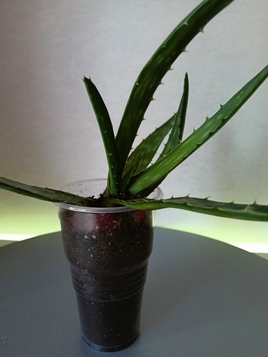 Черенки алоэ вера