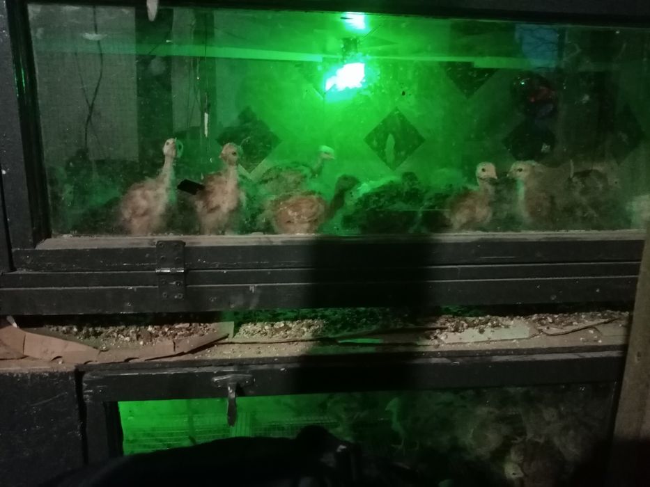 Продам курчата голошийки