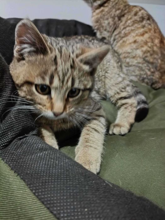 5-miesięczne kocięta do oddania.