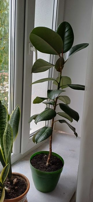 Продам свої вазони