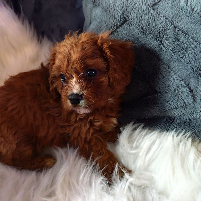 Cavapoo f1 chłopak*małopolska