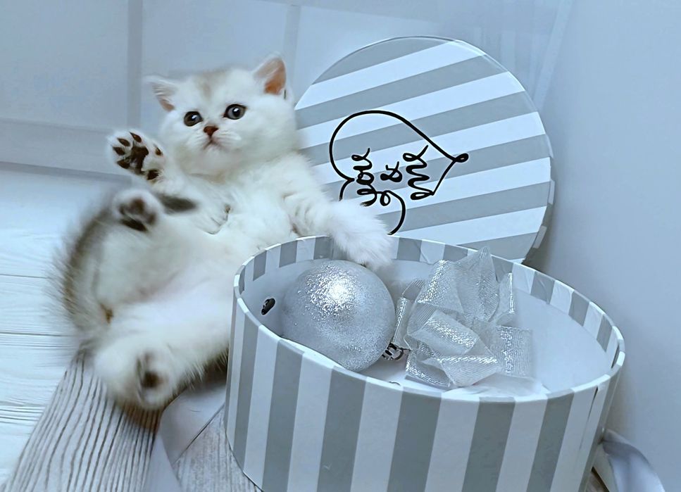 Пропонуєм чистокровних котиків породи Skottish fold і Scottish Stright