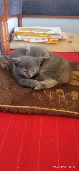 Попелясті чудові тваринки