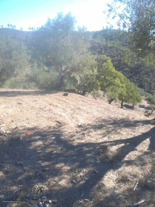 Casa rustica em xisto com terreno e olival