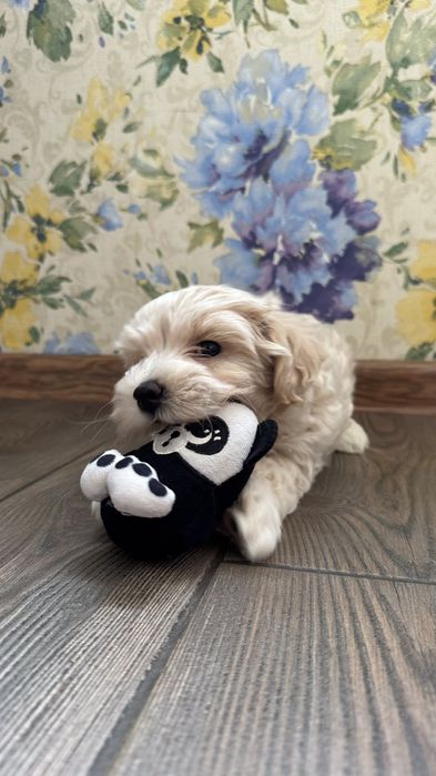 Мальтипу цены супер миники и мелкий стандарт