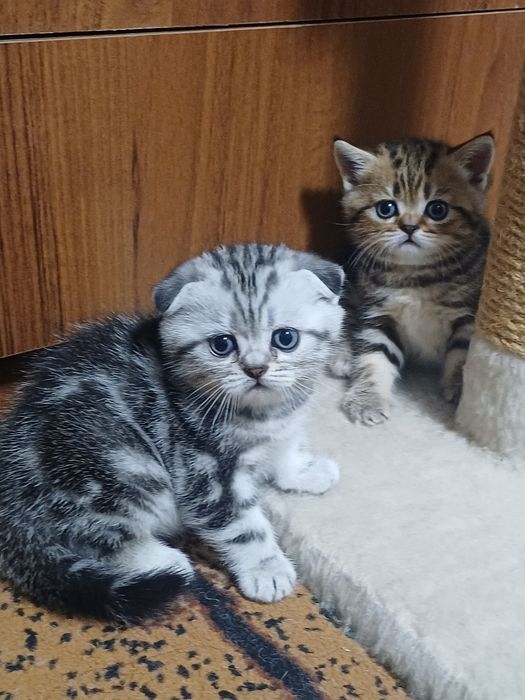Шотландські мармурові коти