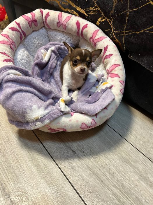 Mini suczka Chihuahua z rodowodem