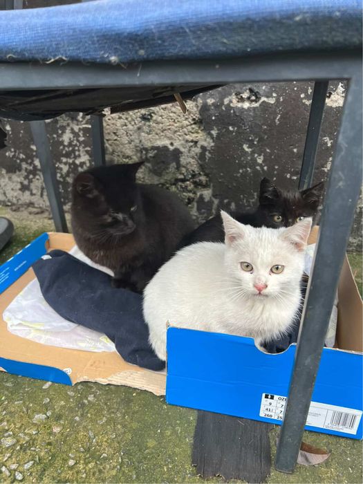 Кошенята шукають домівки