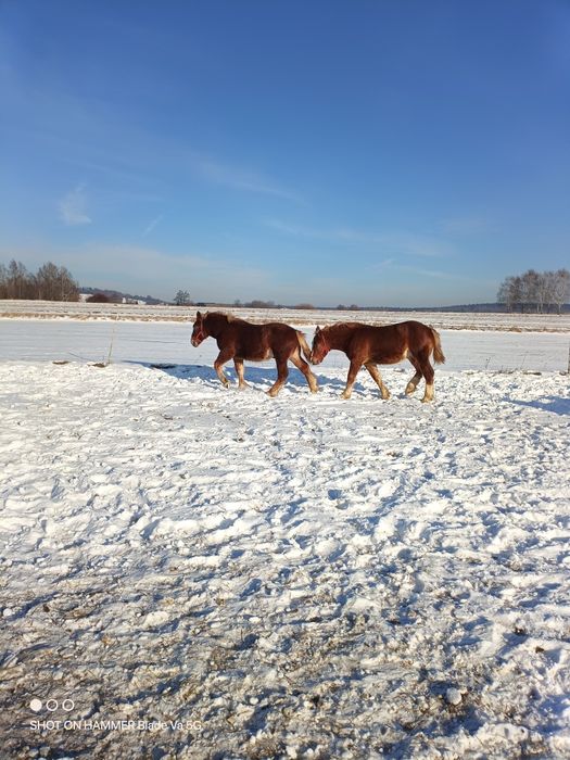 Sprzedam żrebaki w typie  Sztumskim 7 misięczne