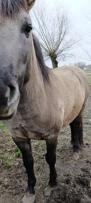 Konik do zabawy pracy