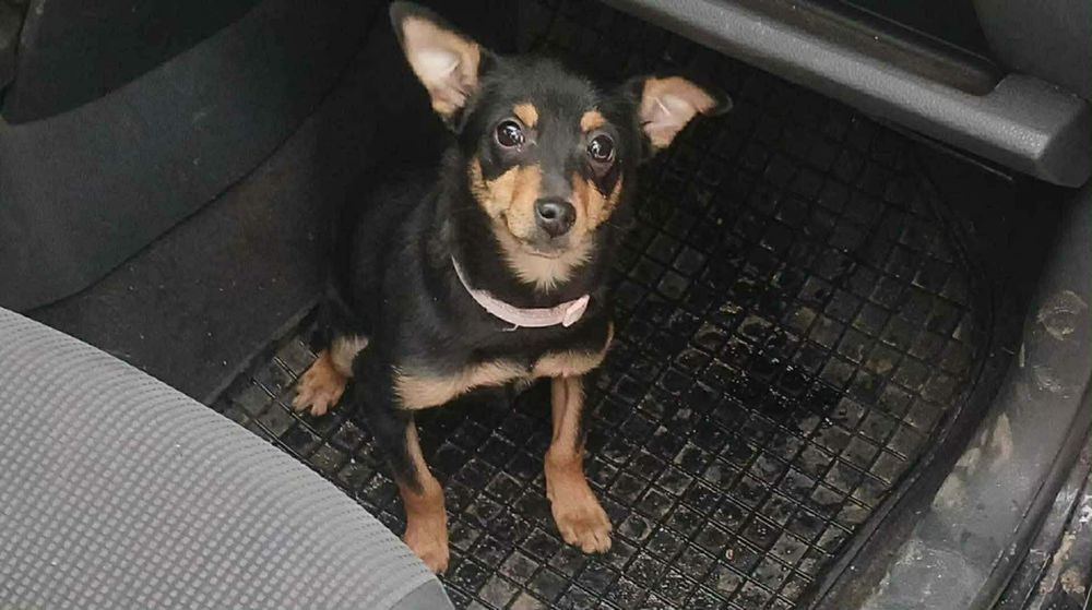 Czoko szuka swojej rodziny