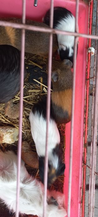 Свинки морские ручные