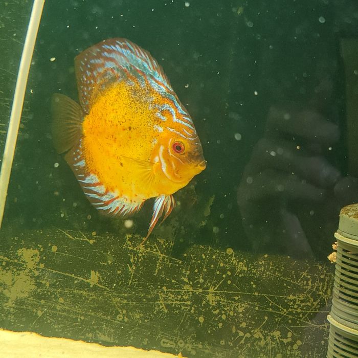 Dyskowiec, paletka brown