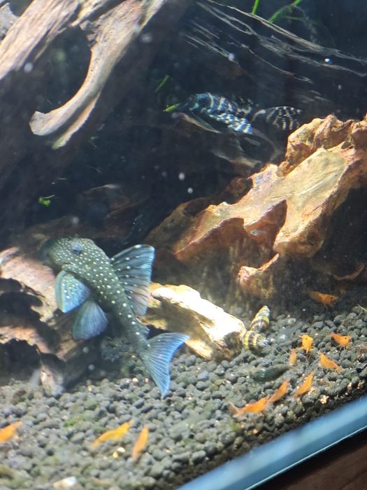 Ancistrus L128 blue phantom
