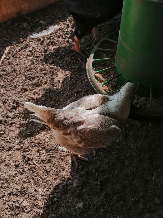 Ovos cornish e casais a partir de 5 meses