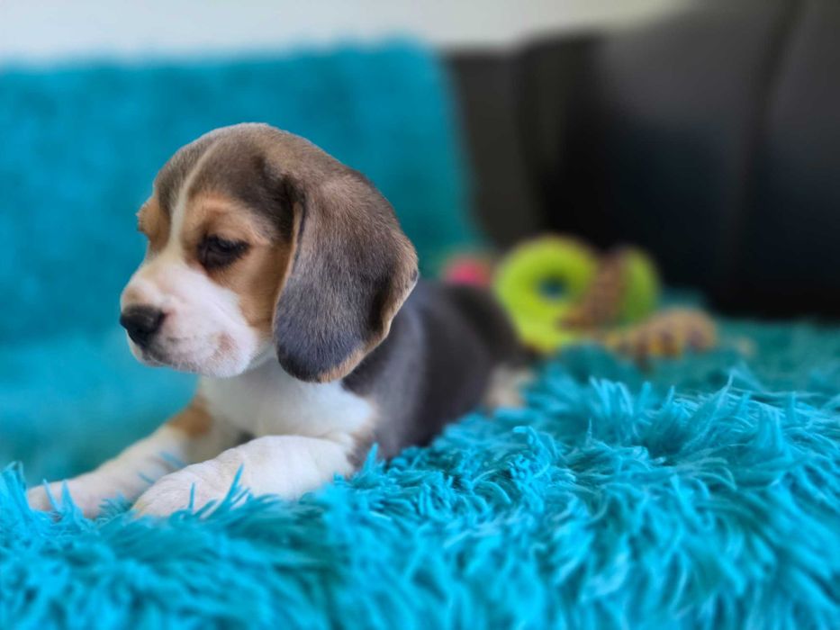 BEAGLE-szczeniak ZKwP, potencjał wystawowy