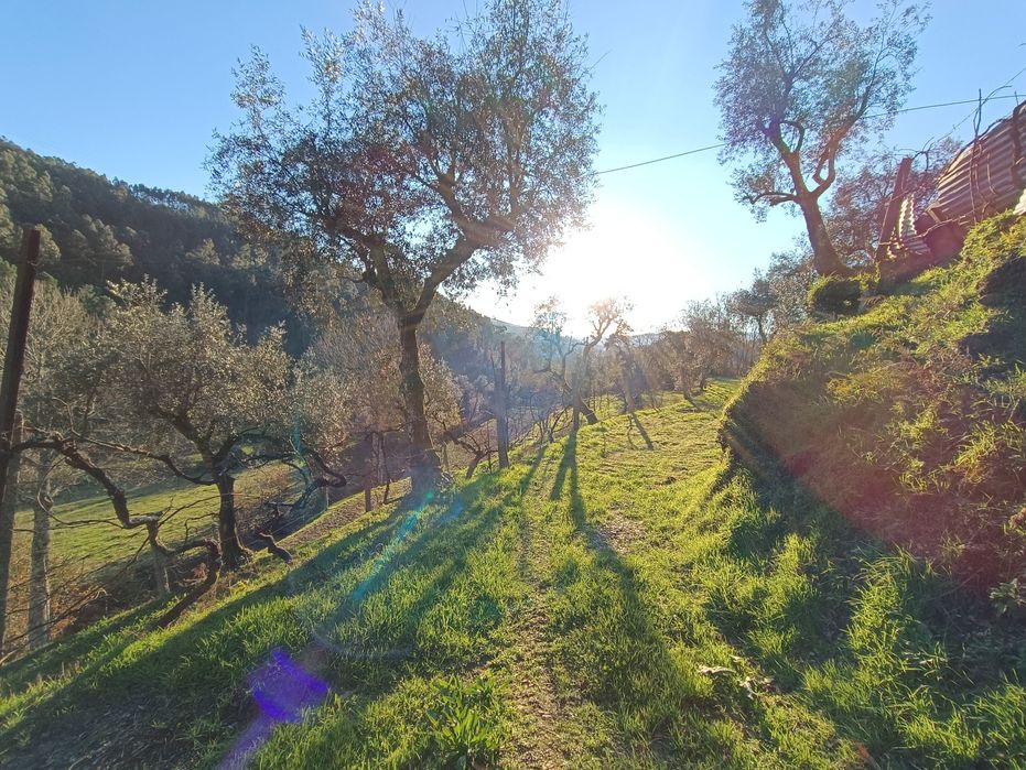 Vende-se Quinta de Oliveiras e Vindimas com 5369.16m2