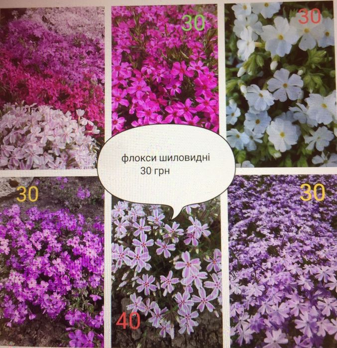 Продам флокс, флоксы, многолетний шиловидный, почвопокровные