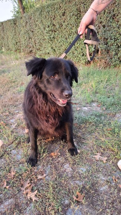 Cadelinha para adopção responsável