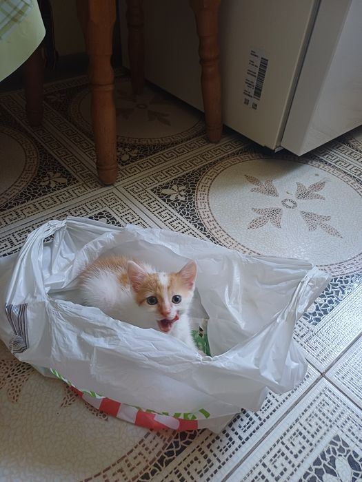 Отдам котика в добрые руки