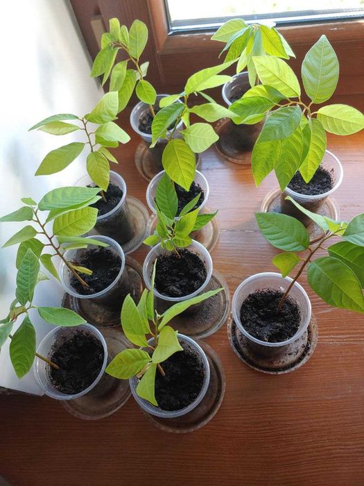 Саджанці Аннона, Саженцы Аннона