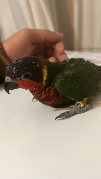 Loris ornatus criado a mão