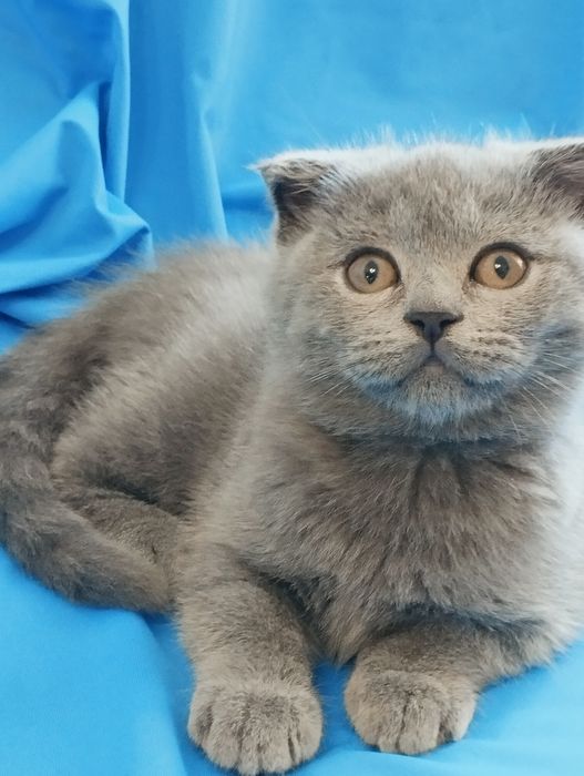 Шотландській скотіш фолд хлопчик