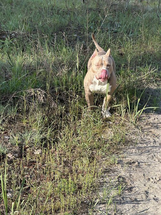 Американський буллі вʼязка