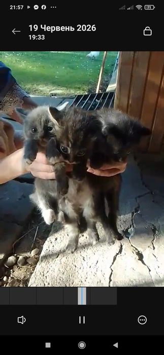 Котики у добрі руки