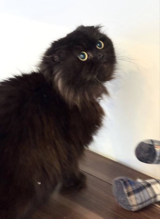 Киця пухнаста стерилізована