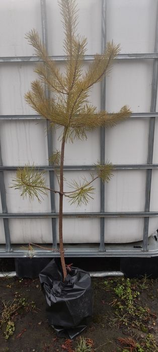 Сосна  чорна Pinus Nigra