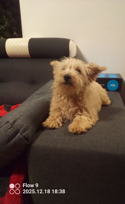 Szczeniaczek Westiepoo 2x zaszczepiony