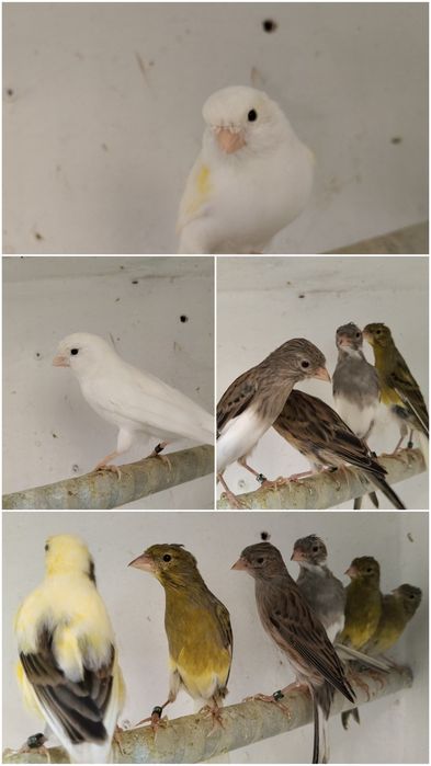 Vendo vários canários  poderei  aceitar troca
