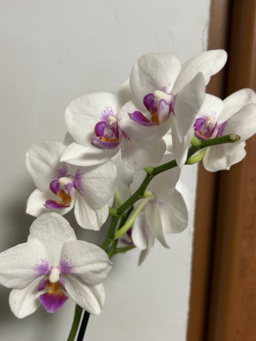 Storczyk phalenopsis