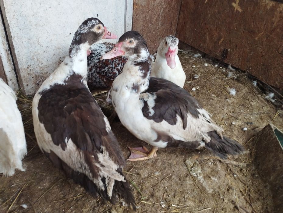 Індокачка Качур селезень мускусний  шипун