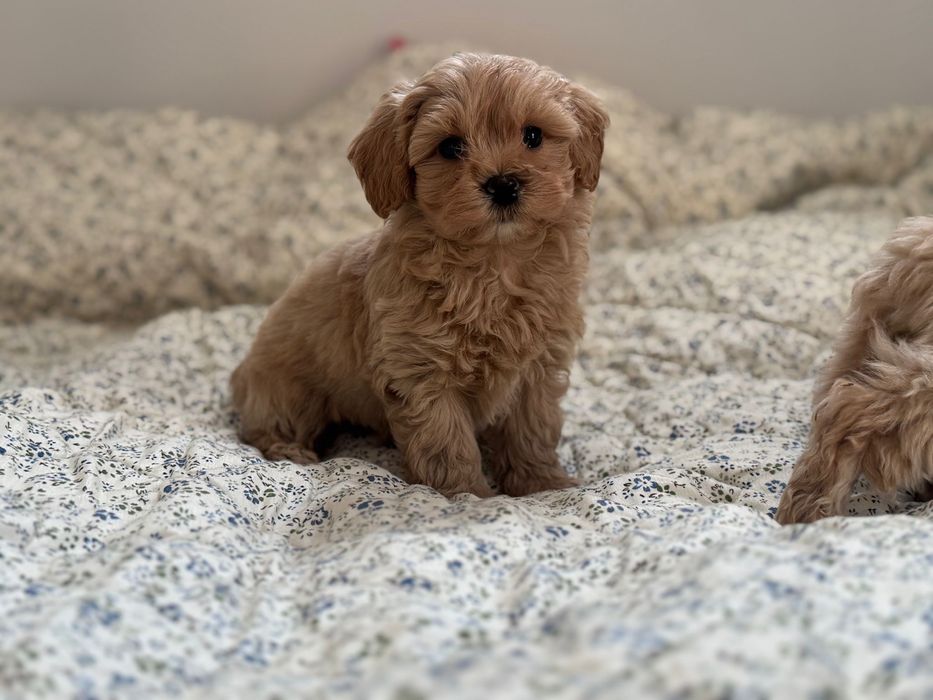 Maltipoo - piesek ;)