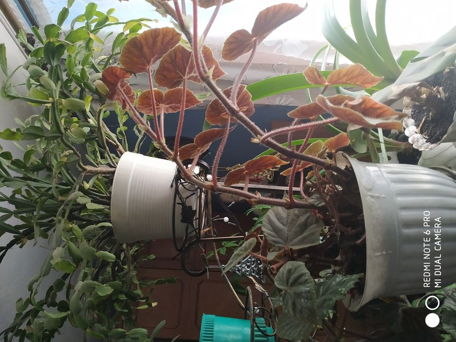 Продам вазони