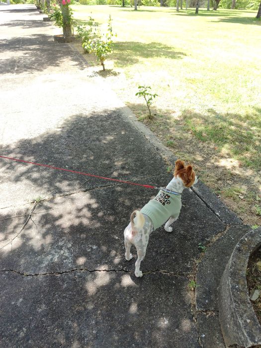 Bobi de raça pequena para novos donos