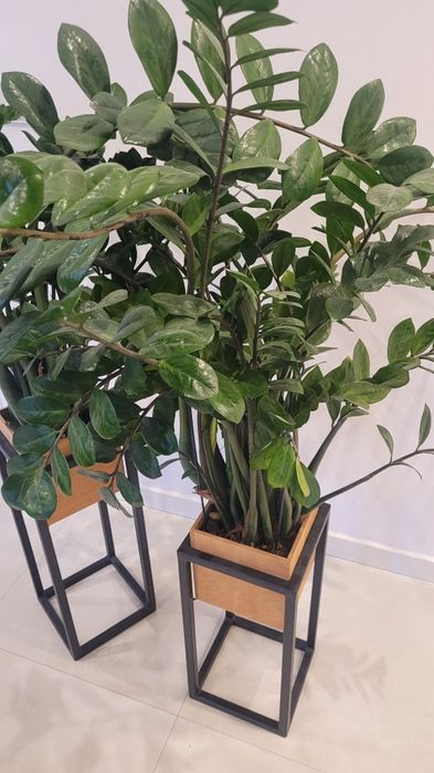 Zamiokulkas duzy do salonu