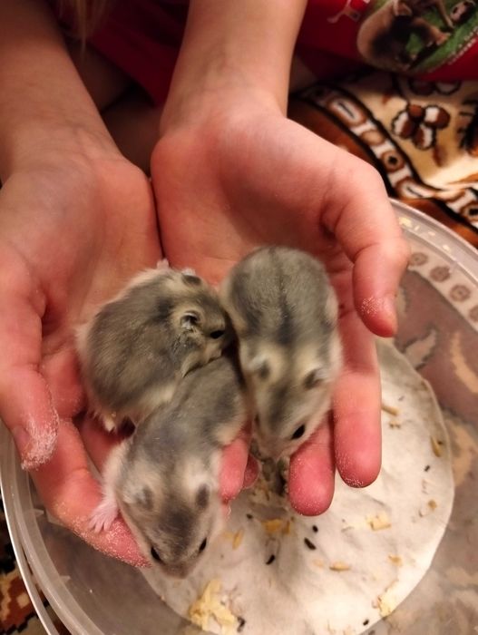 Хом'ячки джунгарики