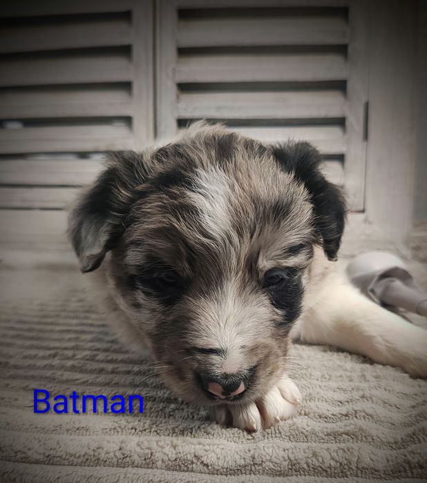 Border collie piesek Blue merle przebadani rodzice