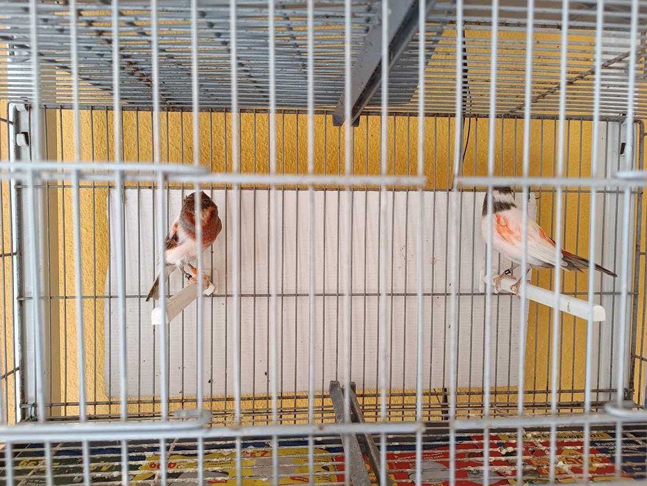 Casal canários Arlequim e casal vermelhos (Foros de Amora)