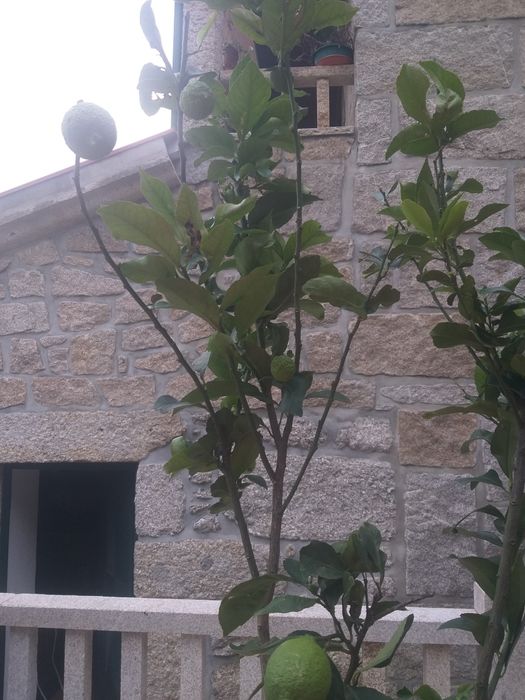 Limoeiro  grande com fruto