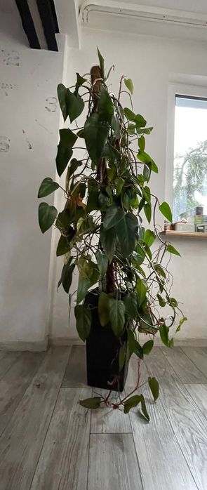 Filodendron 165cm
